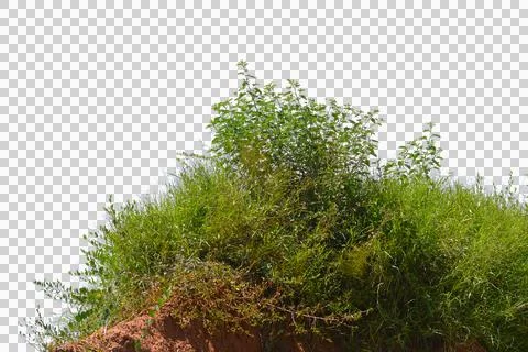 Grass isolated transparency background. Foto stock