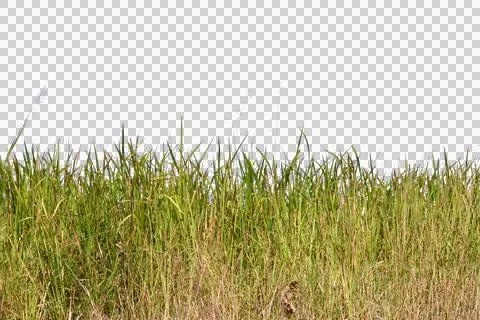 Grass isolated transparency background.. 写真素材