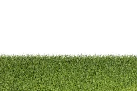 Grass isolated on white background. 3d rendering illustration. Stock Photos