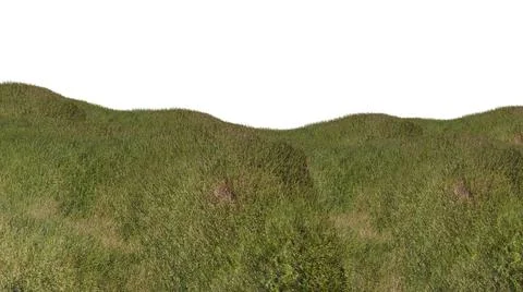 Grass isolated on white background. 3d rendering illustration. Stock Photos