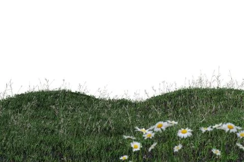 Grass isolated on white background Stock Illustration