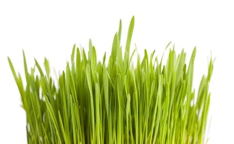 Grass isolated on white background Foto stock