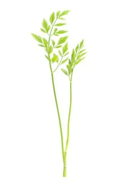 Grass isolated on white background Stock Photos