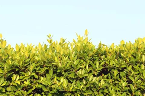 Grass on isolated white background Stock Photos