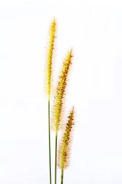 Grass isolated on white background Stock Photos
