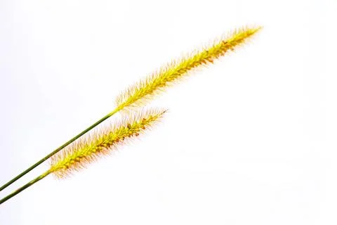 Grass isolated on white background Stock Photos