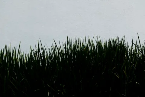 Grass isolated on white background. Stock Photos