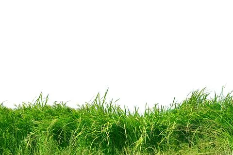 Grass isolated on white background. Stock Photos