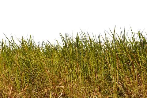 Grass isolated on white background. Stock Photos