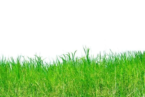 Grass isolated on white background. Foto stock
