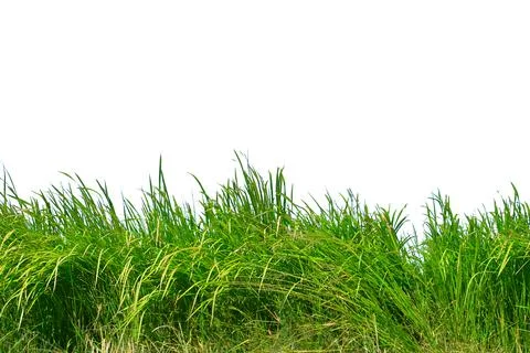 Grass isolated on white background.. Stock Photos