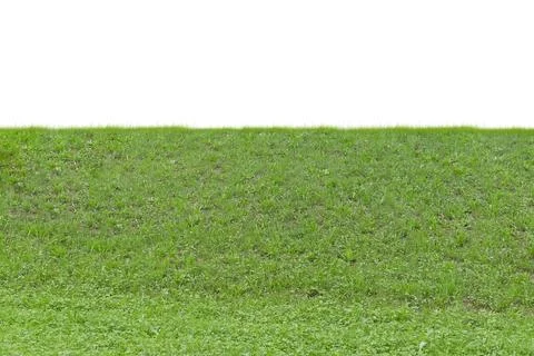 Grass isolated on white background.  . Stock Photos