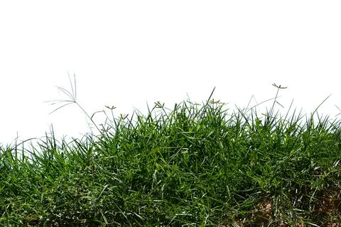 Grass isolated on white background. Stock Photos