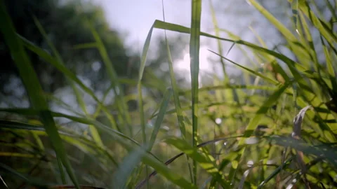 Grass in jungle Vidéo 138593958