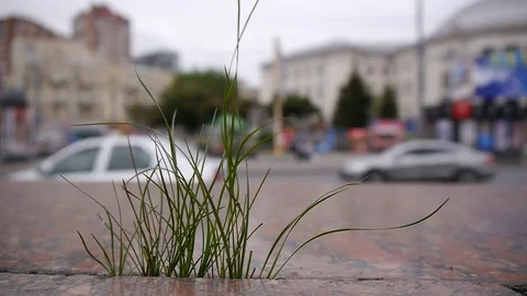 Grass in the jungle1 Video stock 76949734