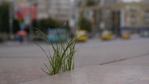 Grass in the jungle2 Video stock 76949733