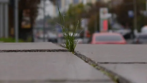 Grass in the jungle3 Video stock 76949731