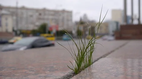 Grass in the jungle4 Video stock 76949726