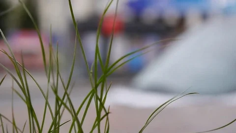 Grass in the jungle4 Video stock 76949728