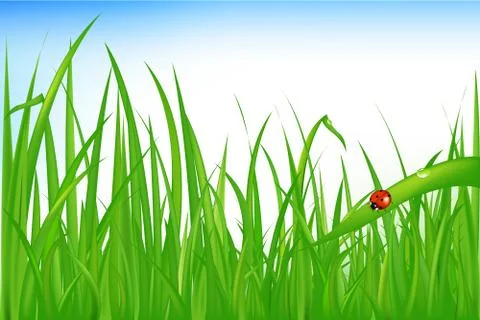 Grass with ladybird Stock Illustration