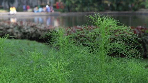 Grass with lake background Stock Footage 121774274