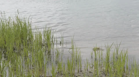 Grass in a lake Video stock 23226208