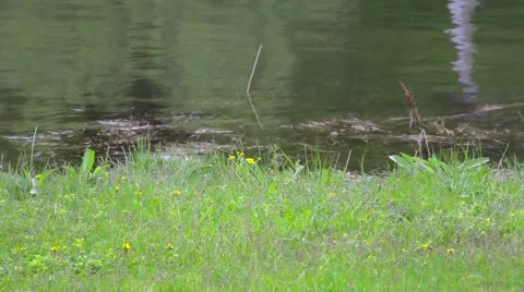 The grass on the lake Stock Footage 50875232