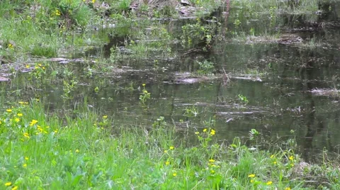 The grass on the lake Stock Footage 50883012