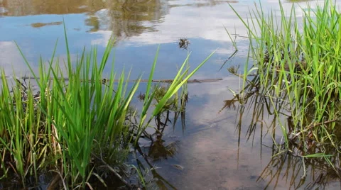 Grass on the Lake Stock Footage 62777558