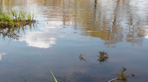 Grass on the Lake Stock Footage 62777728