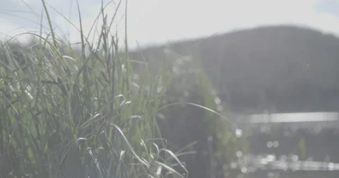 Grass on the lake Stock Footage 65136065