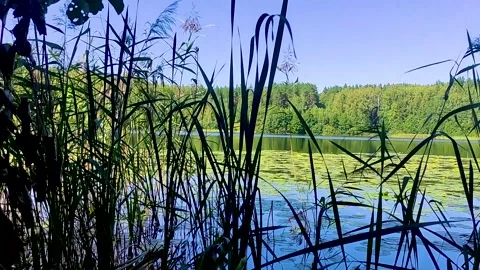 Grass by the lake Stock Footage 205320598
