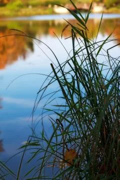 Grass by the lake Stock Photos