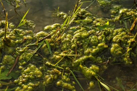 Grass in the lake Stock Photos