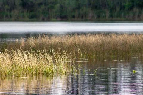 Grass in a lake Stock-Fotos