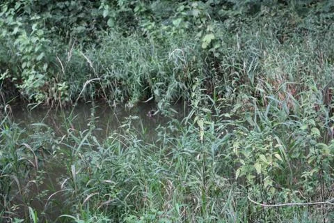 Grass in a lake. Stock Photos