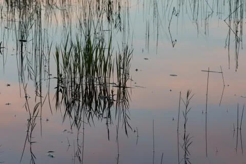 Grass Lake Reflection Stock Photos