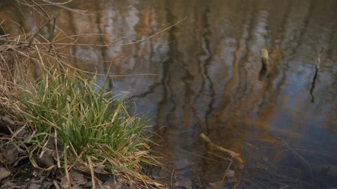 Grass By The Lake Shore Vídeo Stock 169568413