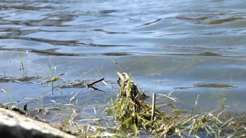Grass in the lake, slow motion Stock Footage 244418884