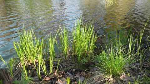 Grass by the lake in spring. Stock Footage 309354087