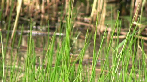 The grass on the lake sways by the wind 動画素材 29591558