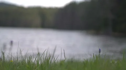 Grass to Lake Waves Focus 4K Stock Footage 63965768