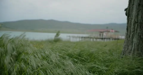 Grass Lakeside Stock Footage 263921062
