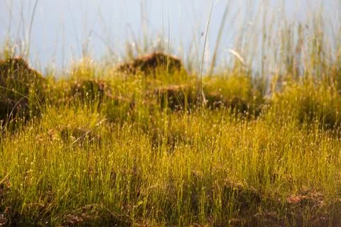Grass at lakeside Stock Photos