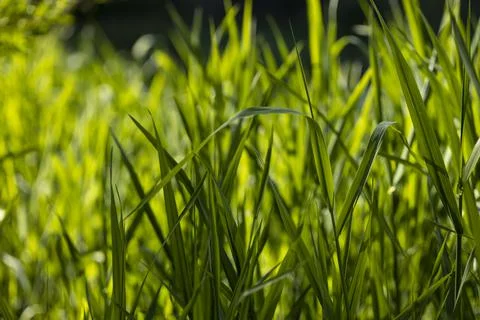 Grass on the Lakeside 库存照片