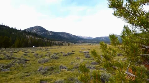 Grass Land and Pine Forest Video stock 38841821