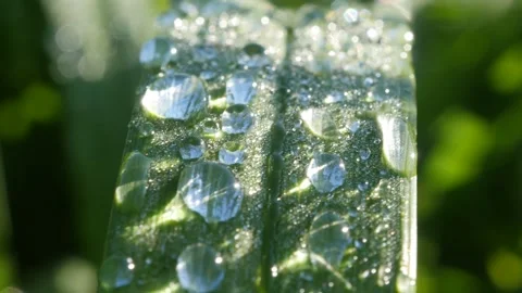 Grass with large drops of dew. Macro 스톡 동영상 135255626