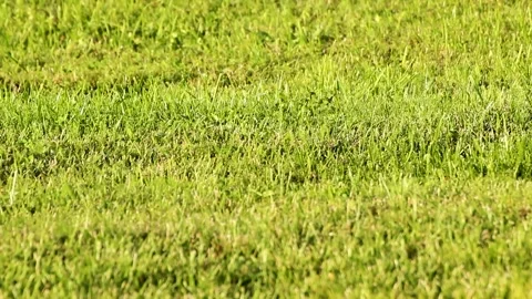 Grass on the lawn background 스톡 동영상 283416254
