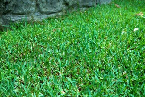 Grass lawn close up Stock Photos