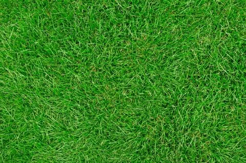 Grass Lawn, Close Up Фото